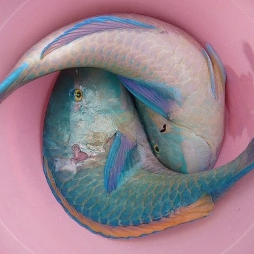 采集内的花瓣采集图片-哈萨克n