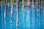 日本北海道美瑛的蓝色池塘，池塘的颜色会随着季节的不同而变化，冬季会形成独具特色的日本雪景美得不似人间。 ​​​​