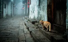 #摄影美图# 壁纸 | 水乡雨露锁春秋。#素材推荐#