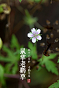 花朵图片 (8)