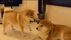 (4 封私信 / 34 条消息) 柴犬表情包 - 搜索结果 - 知乎