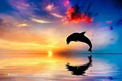 海边夕阳海豚剪影摄影背景桌面壁纸图片素材
