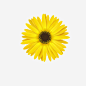 菊花矢量图高清素材 菊花 透明图 黄色 黄菊花 矢量图 免抠png 设计图片 免费下载