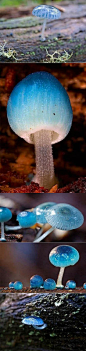 好唯美啊【精灵的梧桐-炫蓝蘑菇】产于澳大利亚塔斯马尼亚岛，它是冈瓦...