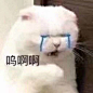我的社交能力真的为零 我好难过 ​​​​