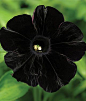 Petunia, Black Cat  The world’s only black petunia!