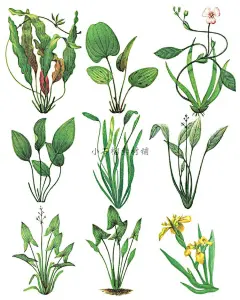 手绘插画水彩绿色水生植物盆栽绿植水草植物PNG设计素材png404-淘宝网