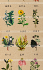手绘草本药物中药线稿插图植物化妆品面膜EPS矢量包装设计素材