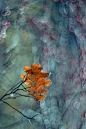 Aberrant Beauty