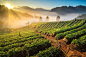 Misty morning strawberry field by Martinho SM@RT on 500px