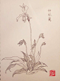 叶志军先生的钢笔白描花卉作品