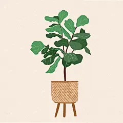 植物参考 (25)
