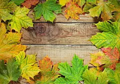 秋叶点缀在乡村的背景上