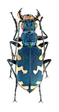 cicindela hybrida