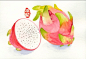 火龙果 插画 涂鸦 水彩 水彩 壁纸 手绘美食