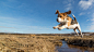 A dog jumping over water