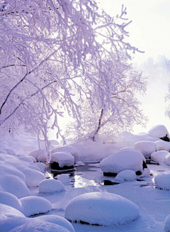 小白灵采集到雪中情