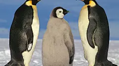 呆头呆脑的南极企鹅搞笑壁纸桌面壁纸3