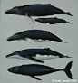 -艺术家Brett Jarrett绘制的《海兽图鉴》。