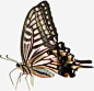 蝴蝶美景手绘高清素材 美景 蝴蝶 设计 免抠png 设计图片 免费下载