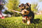 Cute Yorkshire Puppy in the Garden Free Image Download