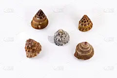 贝壳,白色背景,室内设计师,分离着色,名片,明信片,标签,自然美