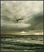 Ikaros | fly, bird, clouds, ����, sky