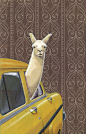 Taxi Llama Art Print by Jason Ratliff | Society6
