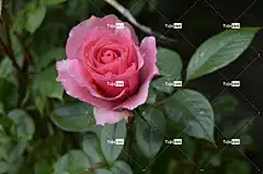 玫瑰 弗洛里邦达 花的 盛开 玫瑰花 开花 花壁纸 花 浪漫的