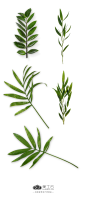 PlaPlants-&-Flowers-植物免摳素材PNG：