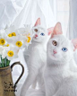 The Most Beautiful Twin Cats In The World - We Love Cats and Kittens