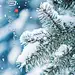 大雪 24节气 24节气海报 海报设计 传统节气 手机端 app 手机端海报 app首页