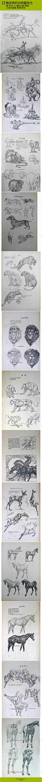 最经典的动物画技法 猫 狗 马 牛 哺乳动物骨骼CG游戏参考 教程 教材
