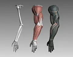 Anatomy Practice
