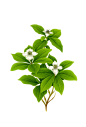白花和绿叶透明图