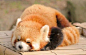 小熊猫_百度图片搜索