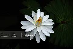 莲花#鲜花# #花束# #捧花# #植物# #花店# #花艺# #婚礼# #生日礼物# #情人节礼物# #切花# #花朵# #装饰# #浪漫# #粉色花朵# #新娘捧花# #婚礼捧花# #花毛茛# #rose# #约会# #爱情# #白背景# #生日礼物# #春天# #樱花# #桃花# #春游# #春季旅游广告# #日本樱花旅游广告# #春季折扣# #春季打折# #樱花壁纸# #樱花背景素材# #春天背景# #春天大自然# #春天生机# #春天PPT背景# #春天海报背景# #蒲公英# #多肉#