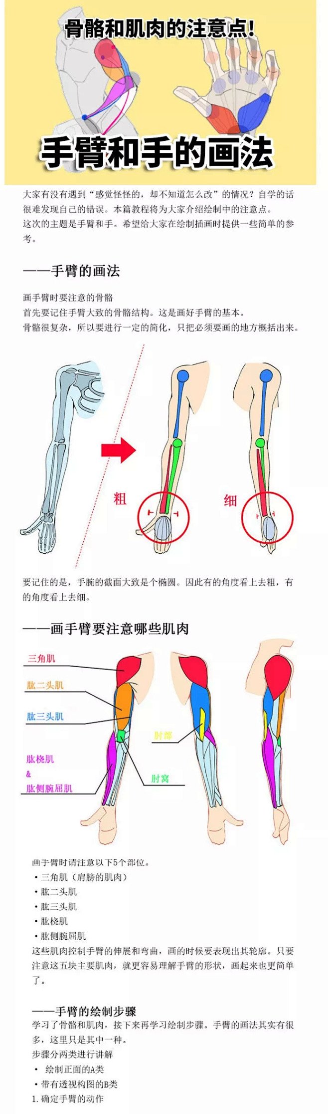 【绘画教程】人体绘画中手的骨骼和肌肉需要...