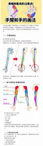 【绘画教程】人体绘画中手的骨骼和肌肉需要注意的点（人体教程）