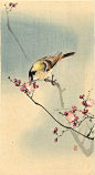 【小原古邨（日本）绘画作品】