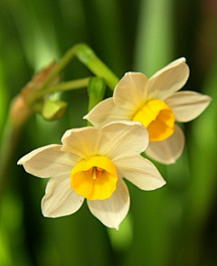 龙行江湖采集到鲜花缤纷