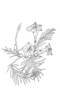 15花朵花卉植物插画线稿手抄报海报免扣元素 (2)