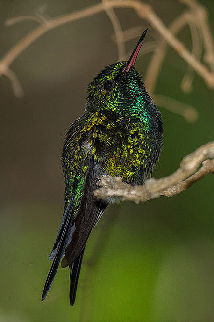 蜂鸟目蜂鸟科翠蜂鸟属波多翠蜂鸟