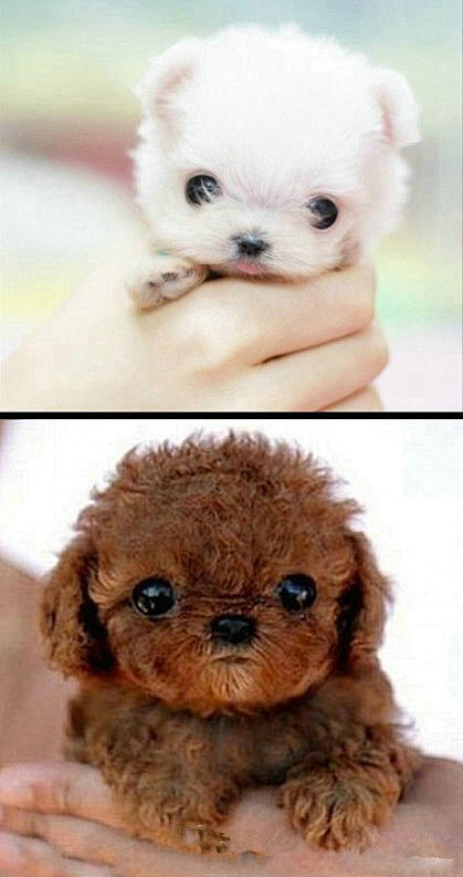 超可爱的茶杯犬
 https://it...