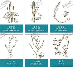 药材中草药矢量 【酷图网】植物,草本,矢量图,中药,车前草,川木通,垂盆草,地耳草,地肤子,党参,草药线稿,中草药,中药线稿,中草药线稿,中医,高清,抠图,素材,插画,传统,海报,展架,单页,宣传,教育,建康,保健,药材