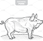 猪,动物手,肉,熏猪肉,铅笔,食品,猪肉,绘制,弯曲,复古