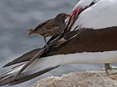 吸血地雀（Geospiza septentrionalis）是一种独特的鸟类，具有尖而有力的喙。它们会喝其他鸟类的鲜血。
这种吸血地雀最初进化出与加拉帕哥斯群岛上其他海鸟的共生关系。它们帮助其他海鸟寻找身上的寄生虫，找到后就作为自己的食物。这种拥有锋利喙部的鸟类在其他鸟类身上寻找寄生虫的过程中，难免会导 ​​​​...展开全文c