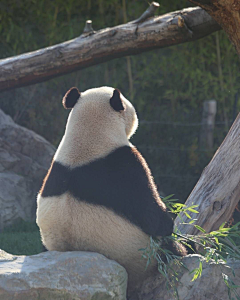 张小偲采集到视觉 # 【动物世界】