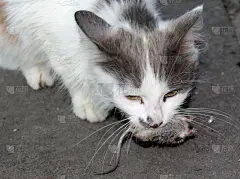 猫捉老鼠