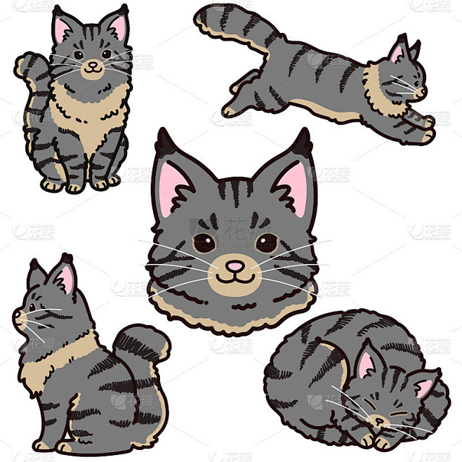一套简单可爱的灰色缅因猫插图概述